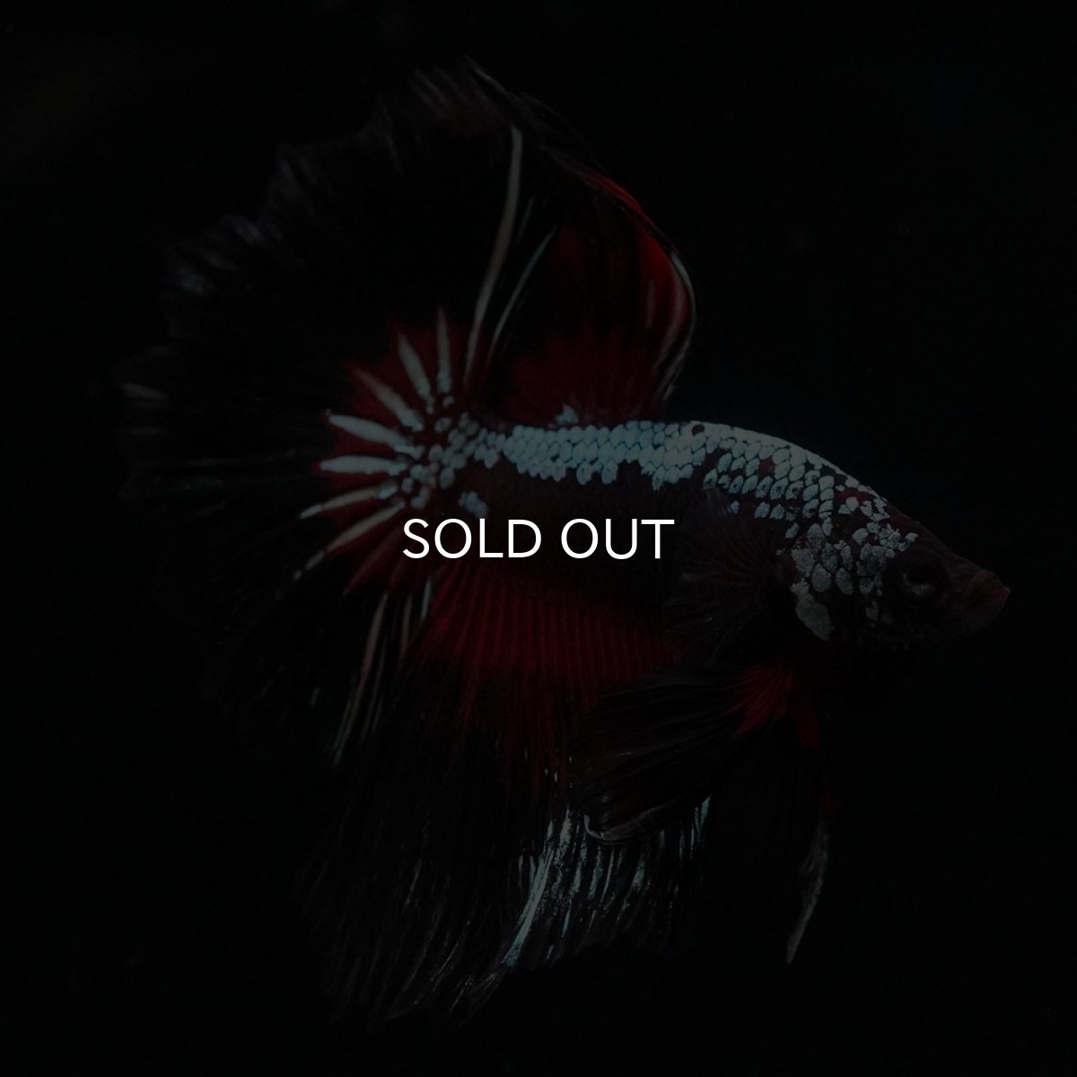 画像12: HM　ブラックレッドサムライ (12)