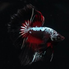 画像12: HM　ブラックレッドサムライ (12)