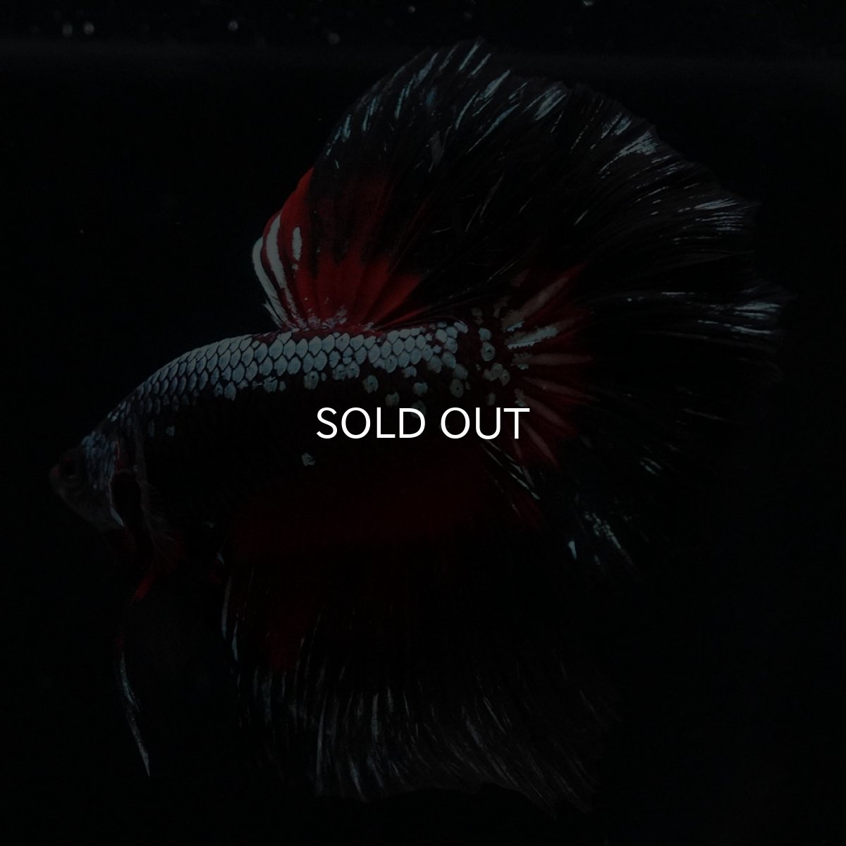 画像5: HM　ブラックレッドサムライ (5)