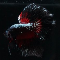 画像5: HM　ブラックレッドサムライ (5)