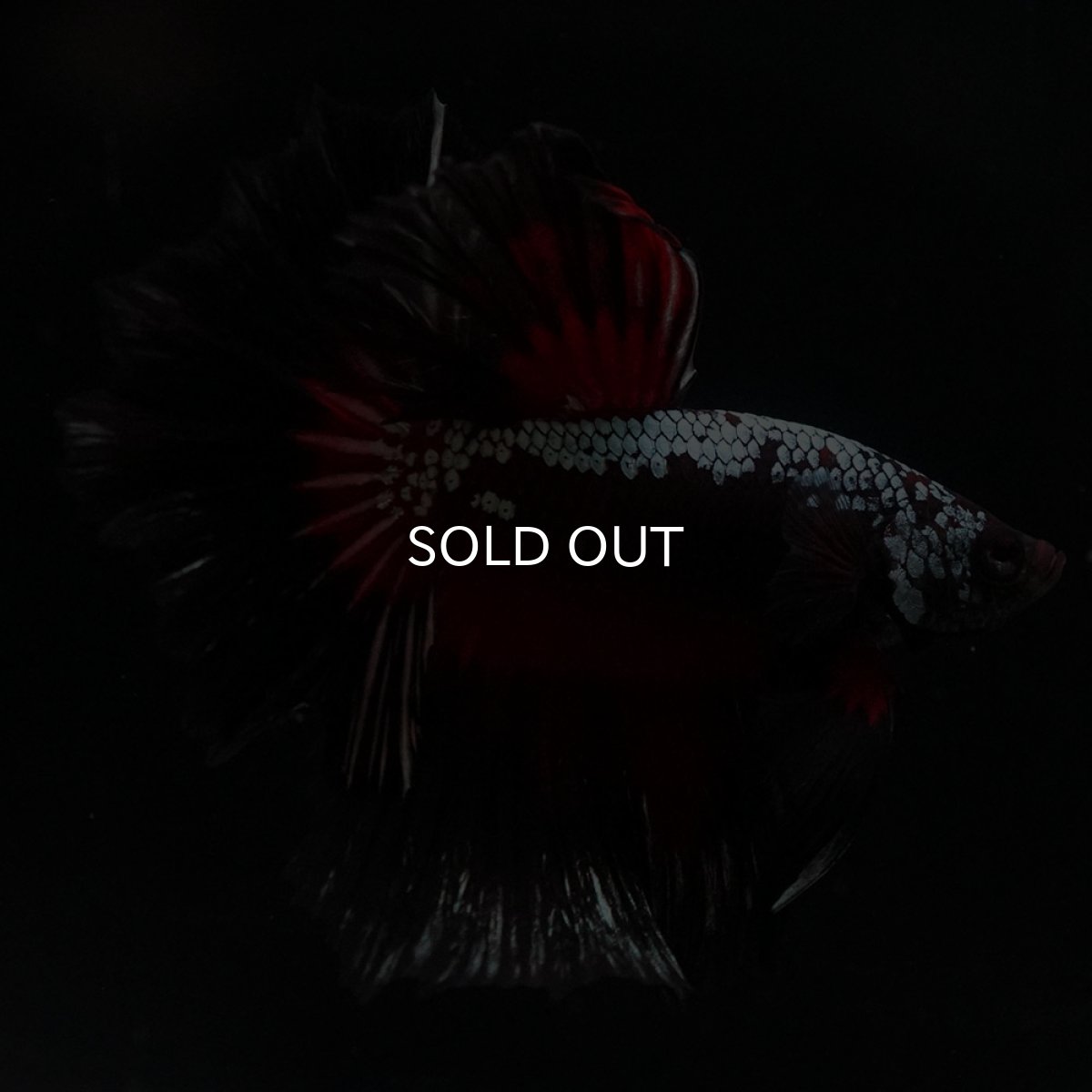 画像10: HM　ブラックレッドサムライ (10)