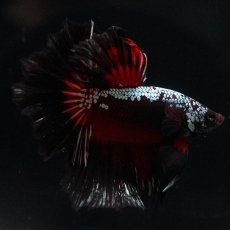 画像10: HM　ブラックレッドサムライ (10)