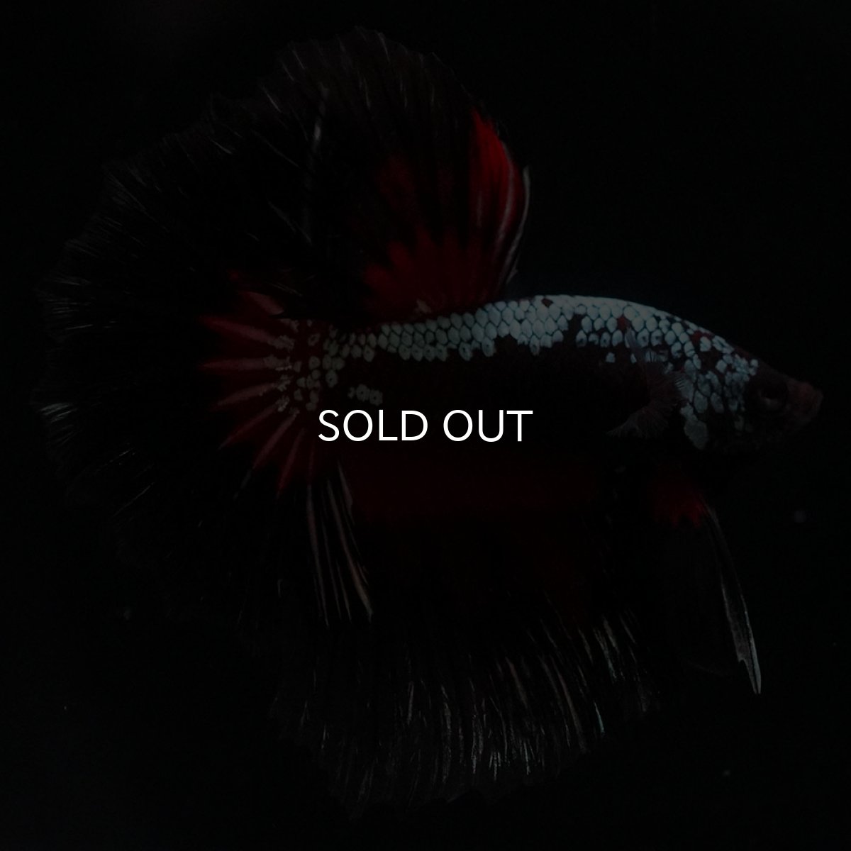 画像8: HM　ブラックレッドサムライ (8)