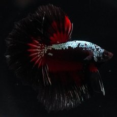 画像8: HM　ブラックレッドサムライ (8)