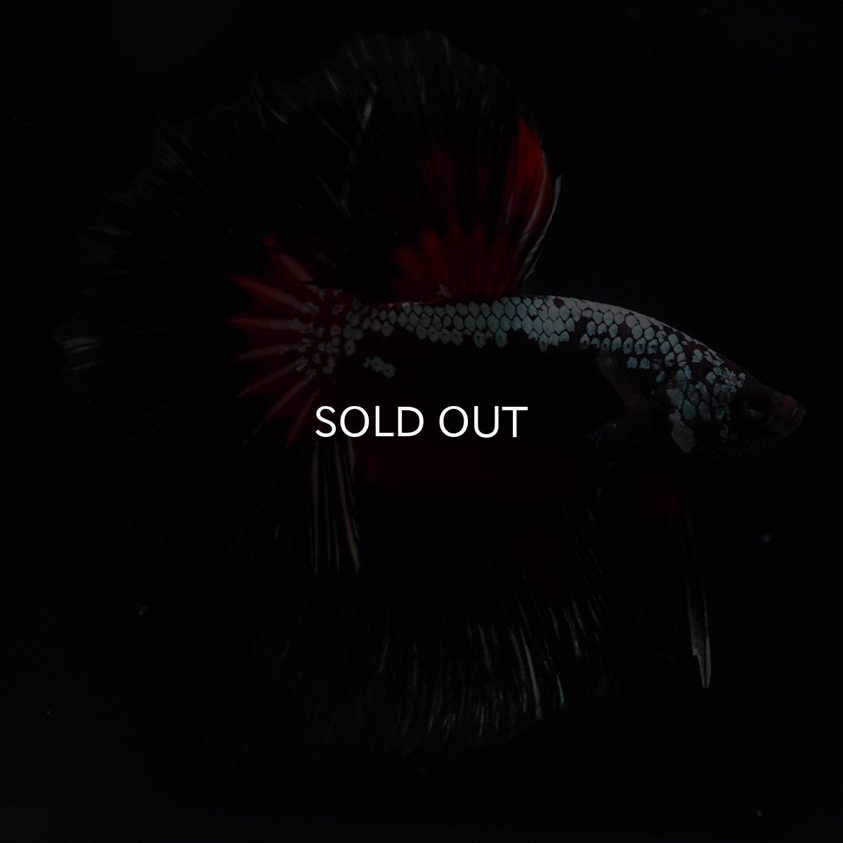 画像1: HM　ブラックレッドサムライ (1)