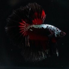 画像1: HM　ブラックレッドサムライ (1)