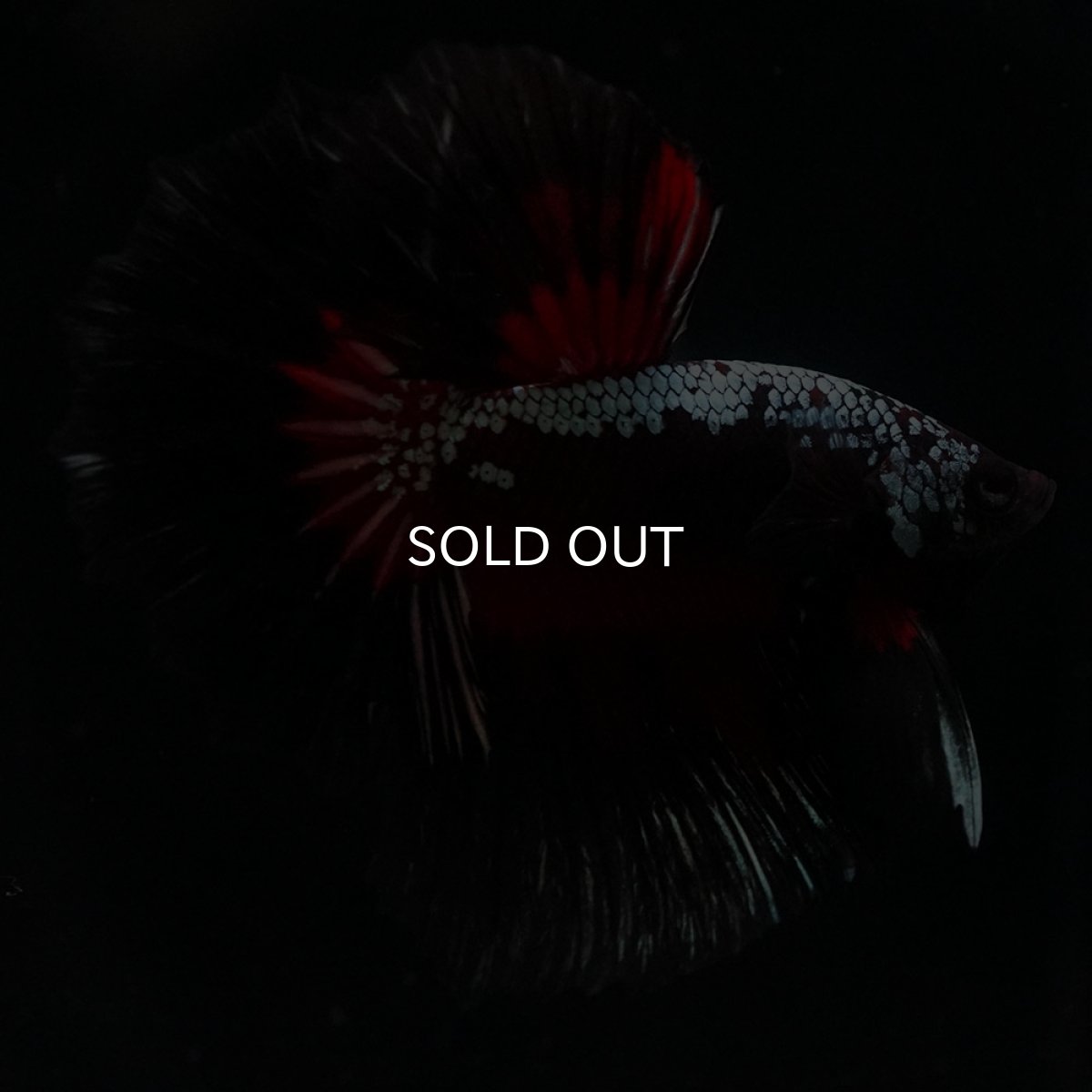 画像6: HM　ブラックレッドサムライ (6)