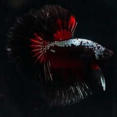 画像6: HM　ブラックレッドサムライ (6)