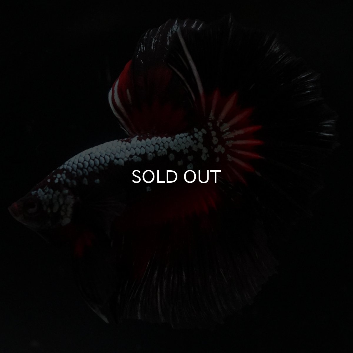 画像11: HM　ブラックレッドサムライ (11)