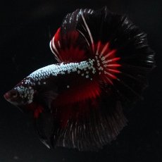 画像11: HM　ブラックレッドサムライ (11)