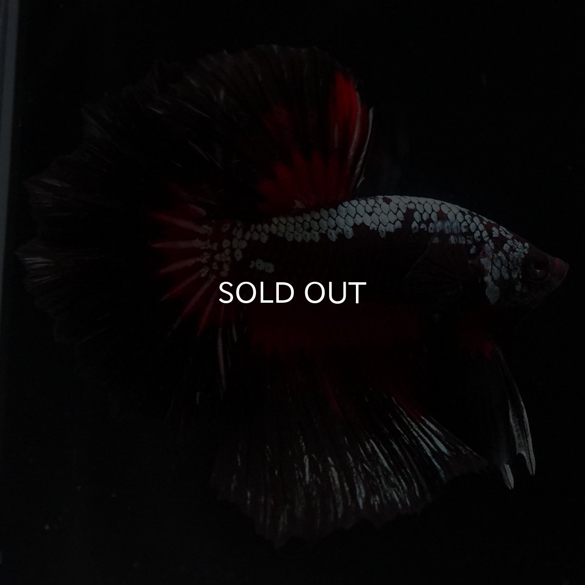 画像4: HM　ブラックレッドサムライ (4)