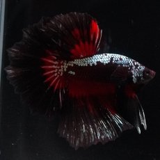 画像4: HM　ブラックレッドサムライ (4)