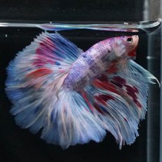 画像6: HM　ファンシー (6)