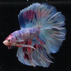 画像2: HM　ファンシー (2)