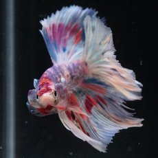 画像7: HM　ファンシー (7)