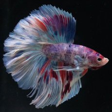 画像8: HM　ファンシー (8)