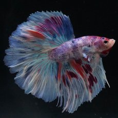 画像4: HM　ファンシー (4)