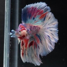 画像3: HM　ファンシー (3)