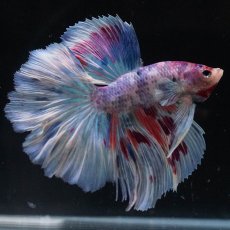 画像9: HM　ファンシー (9)