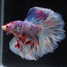 画像5: HM　ファンシー (5)