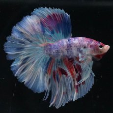 画像1: HM　ファンシー (1)