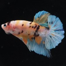 画像7: HMPK　イエロータイガー (7)