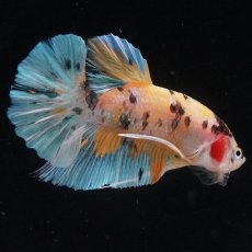 画像8: HMPK　イエロータイガー (8)