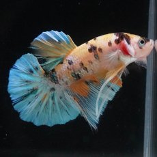 画像6: HMPK　イエロータイガー (6)