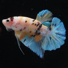 画像1: HMPK　イエロータイガー (1)