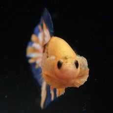 画像3: HMPK　イエローファンシー (3)