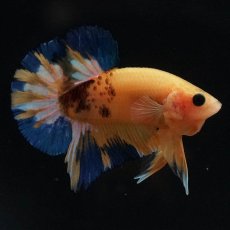 画像2: HMPK　イエローファンシー (2)