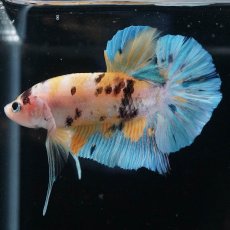 画像3: HMPK　イエロータイガー (3)