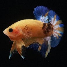 画像10: HMPK　イエローファンシー (10)