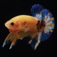 画像9: HMPK　イエローファンシー (9)