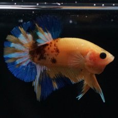 画像7: HMPK　イエローファンシー (7)