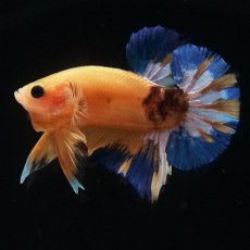 画像8: HMPK　イエローファンシー (8)