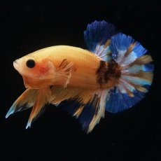 画像1: HMPK　イエローファンシー (1)