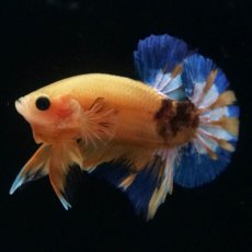 画像6: HMPK　イエローファンシー (6)