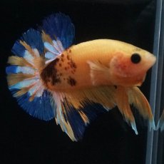 画像5: HMPK　イエローファンシー (5)