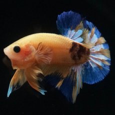 画像4: HMPK　イエローファンシー (4)