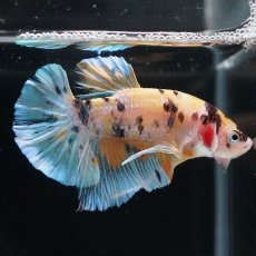 画像4: HMPK　イエロータイガー (4)