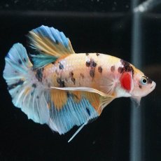 画像2: HMPK　イエロータイガー (2)