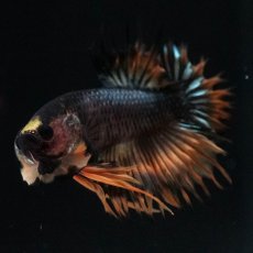 画像7: CTPK　オレンジファンシー (7)