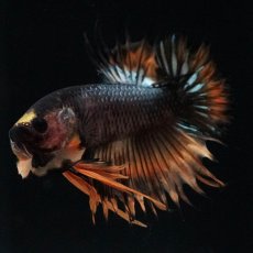 画像9: CTPK　オレンジファンシー (9)