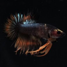 画像8: CTPK　オレンジファンシー (8)