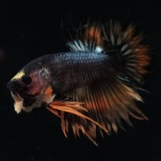 画像5: CTPK　オレンジファンシー (5)