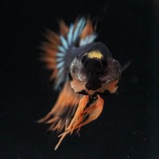 画像3: CTPK　オレンジファンシー (3)