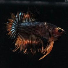 画像6: CTPK　オレンジファンシー (6)