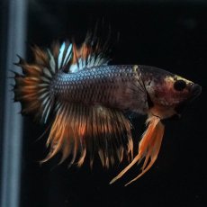 画像4: CTPK　オレンジファンシー (4)