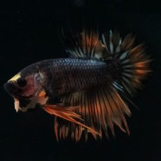 画像2: CTPK　オレンジファンシー (2)